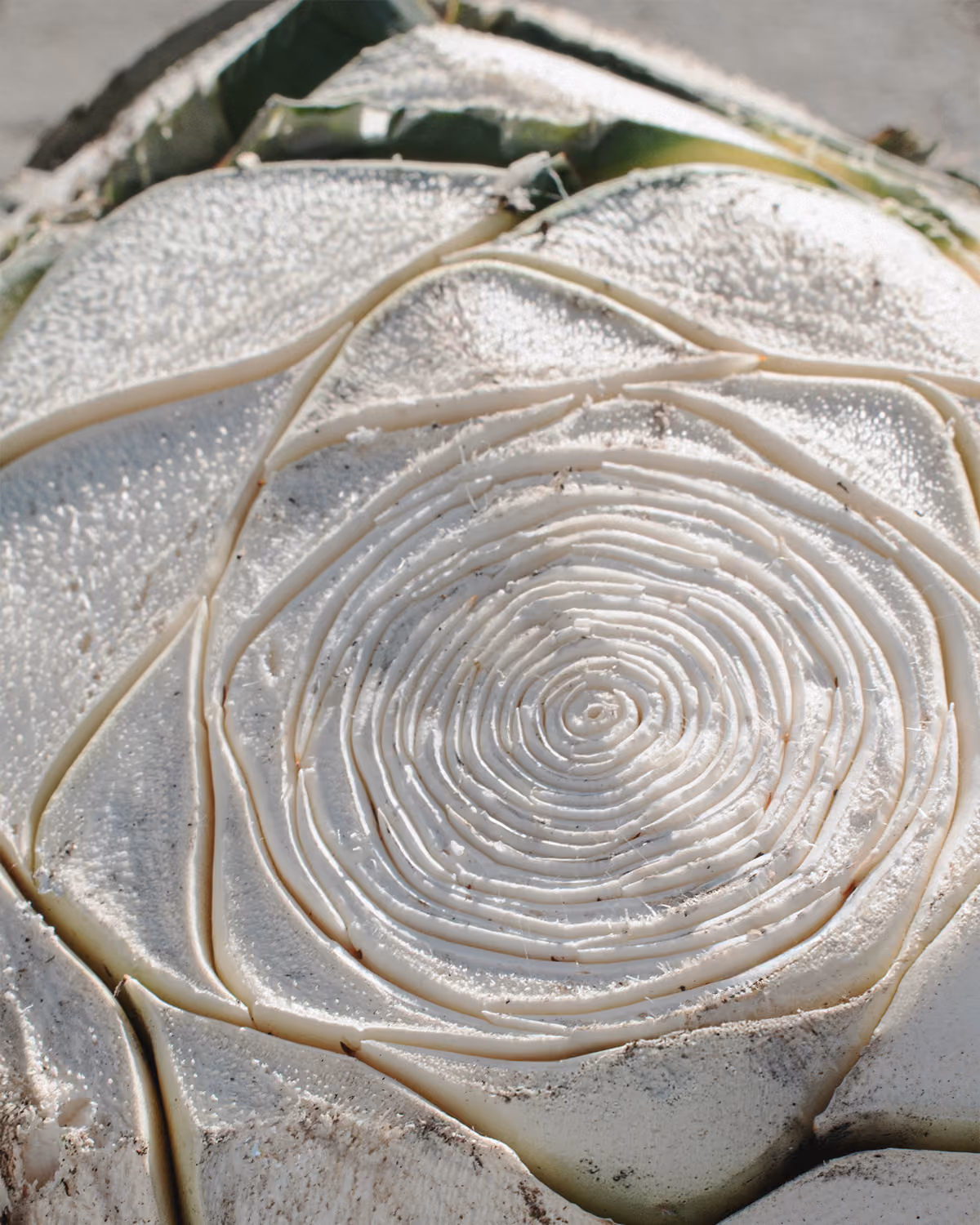 Detalle de los anillos de una piña de agave cortada.