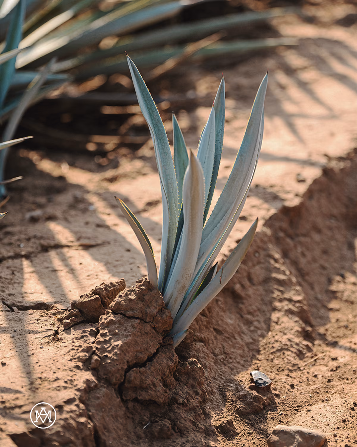 Pequeño agave azul plantado en tierra rojiza.