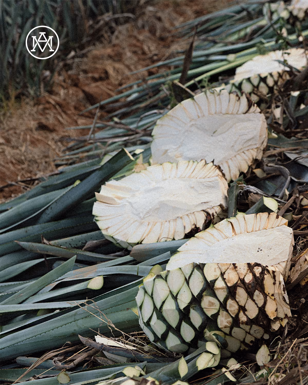 Piñas de agave partidas durante la cosecha.