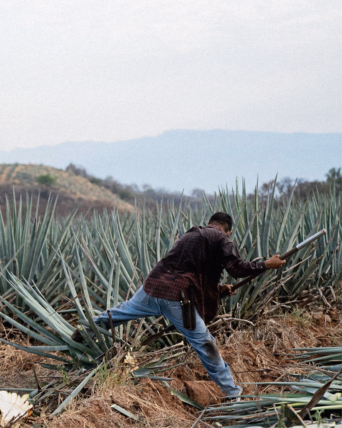 Jimador trabajando entre agaves azules.