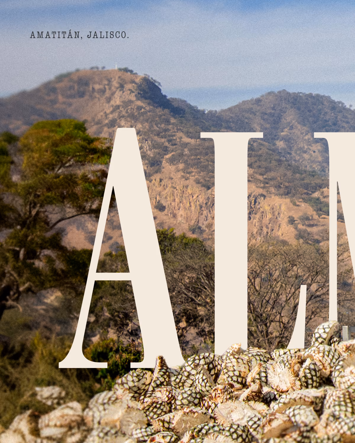 Piñas de agave cosechadas frente a las montañas de Amatitán, con letras de Almonte.