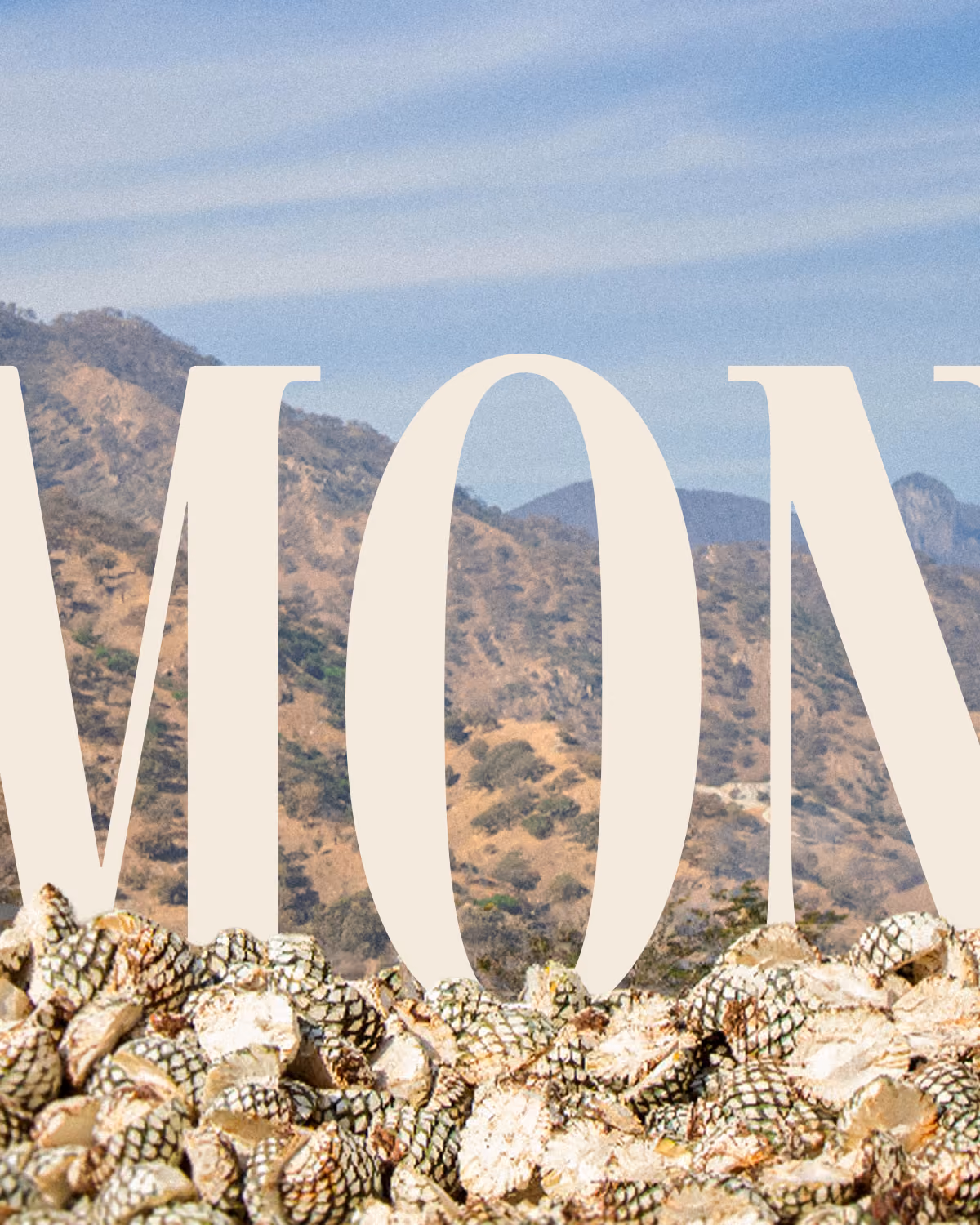 Piñas de agave y montañas de Amatitán bajo el nombre de Almonte.