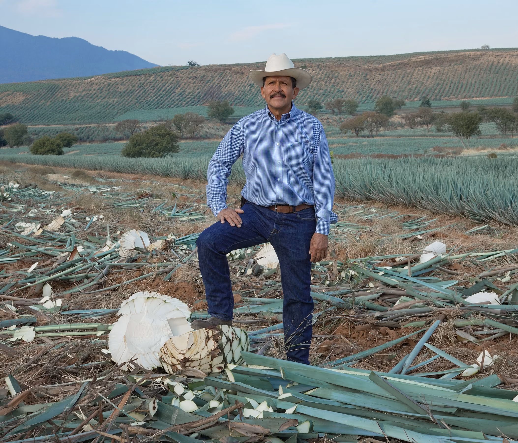 Álvaro Montes junto a una piña de agave recién jimada en el campo.