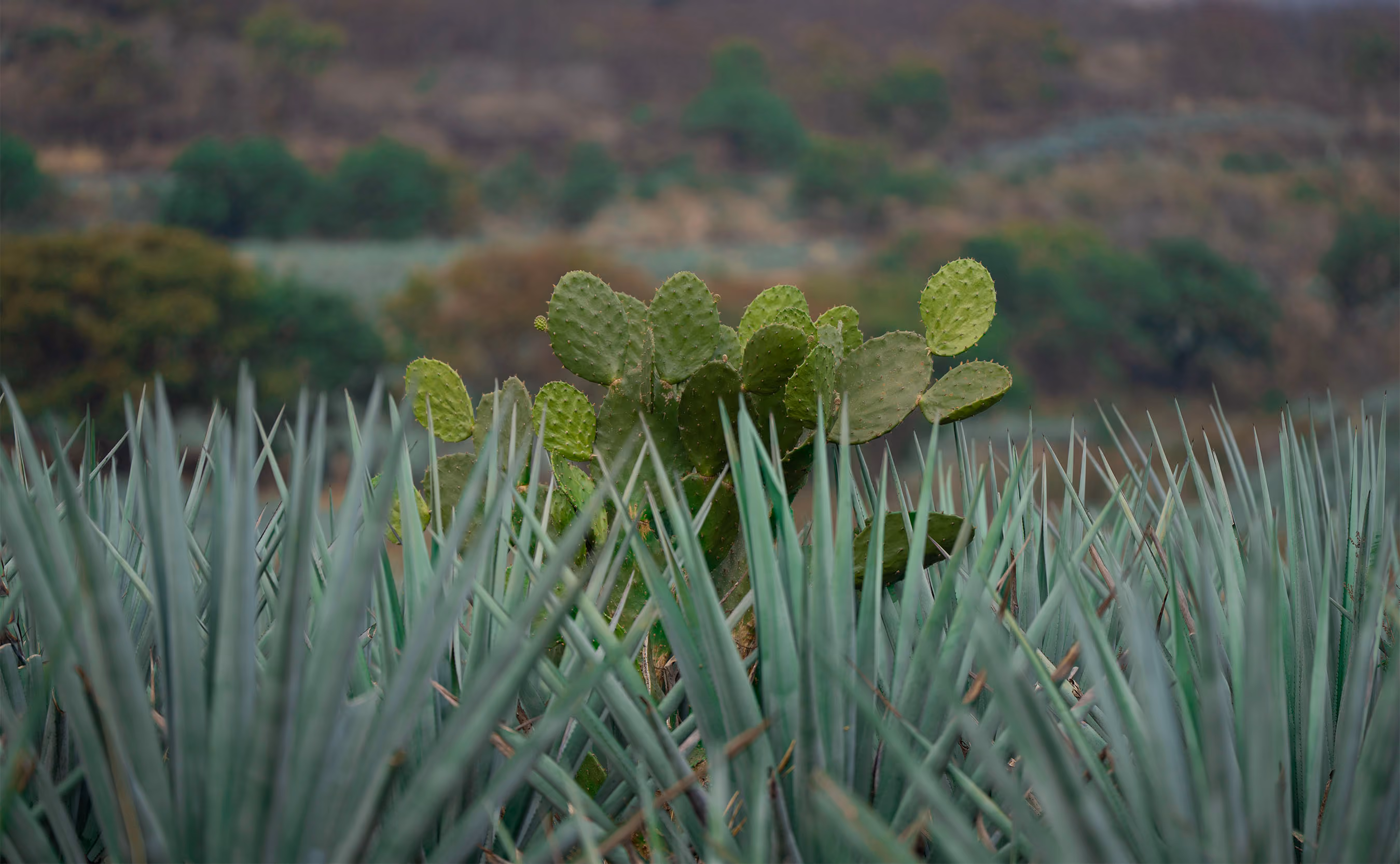 Agaves azules y nopales en el paisaje de Amatitán.