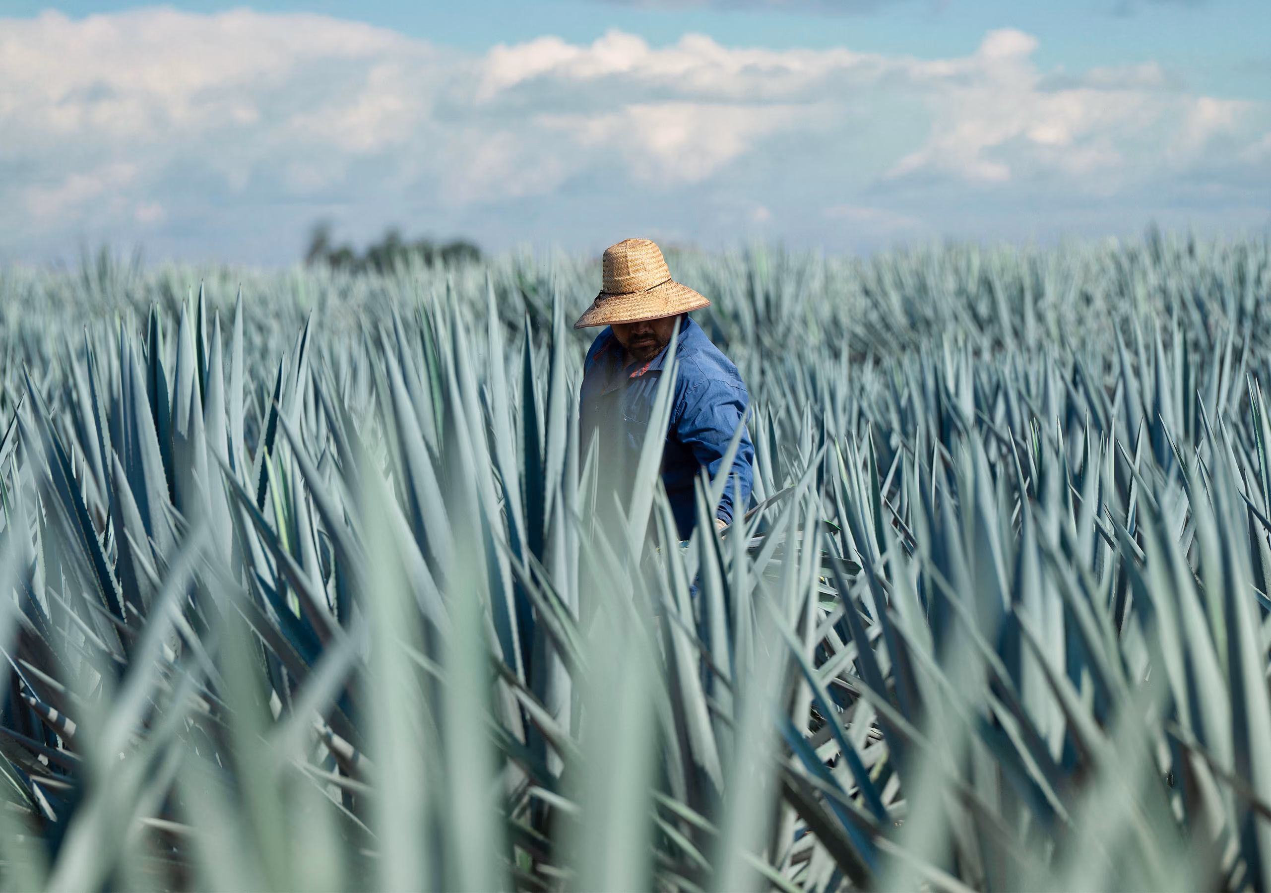 Trabajador con sombrero entre hileras de agave azul.