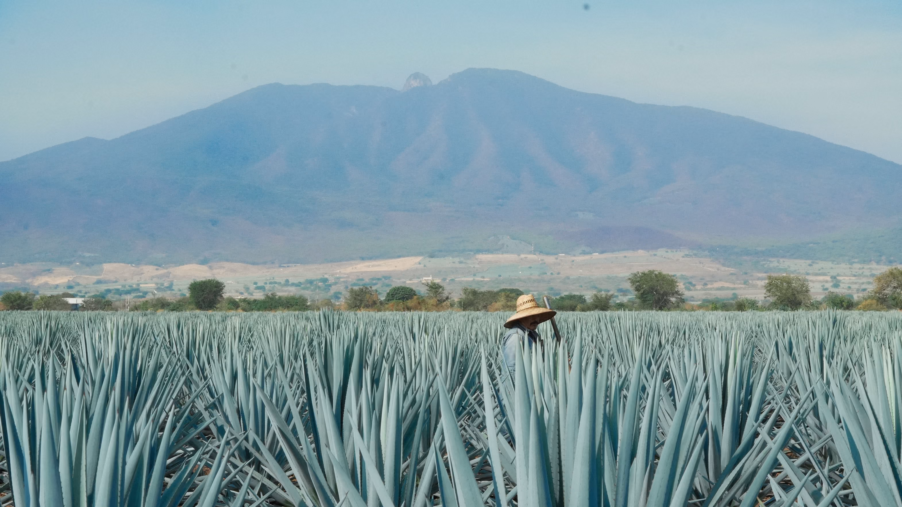 Campo de agave azul al pie de las montañas de Amatitán.