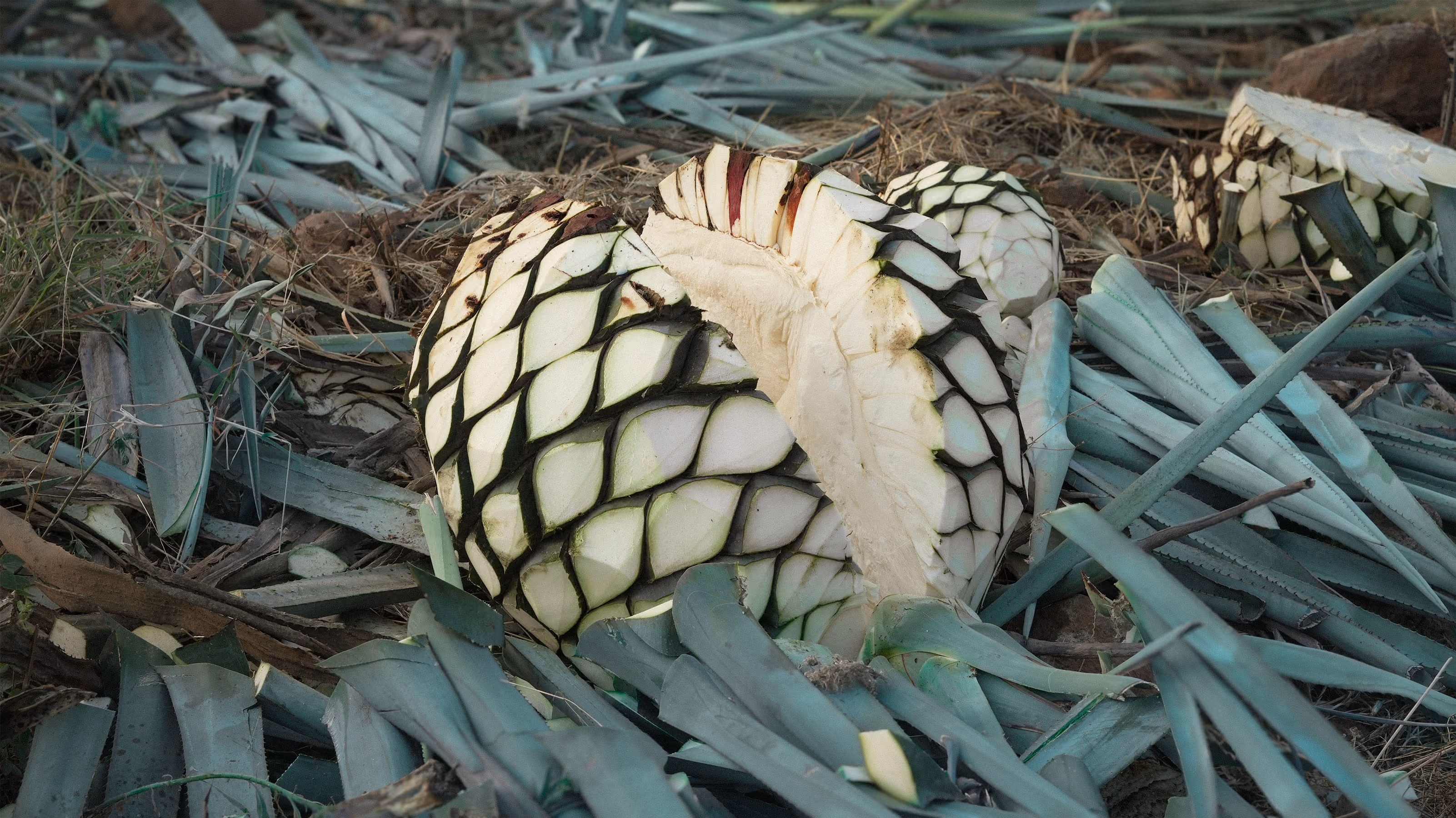 Piñas de agave recién jimadas sobre hojas cortadas.